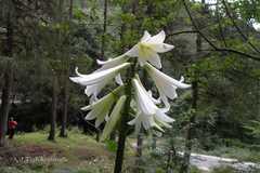 Cardiocrinum giganteum